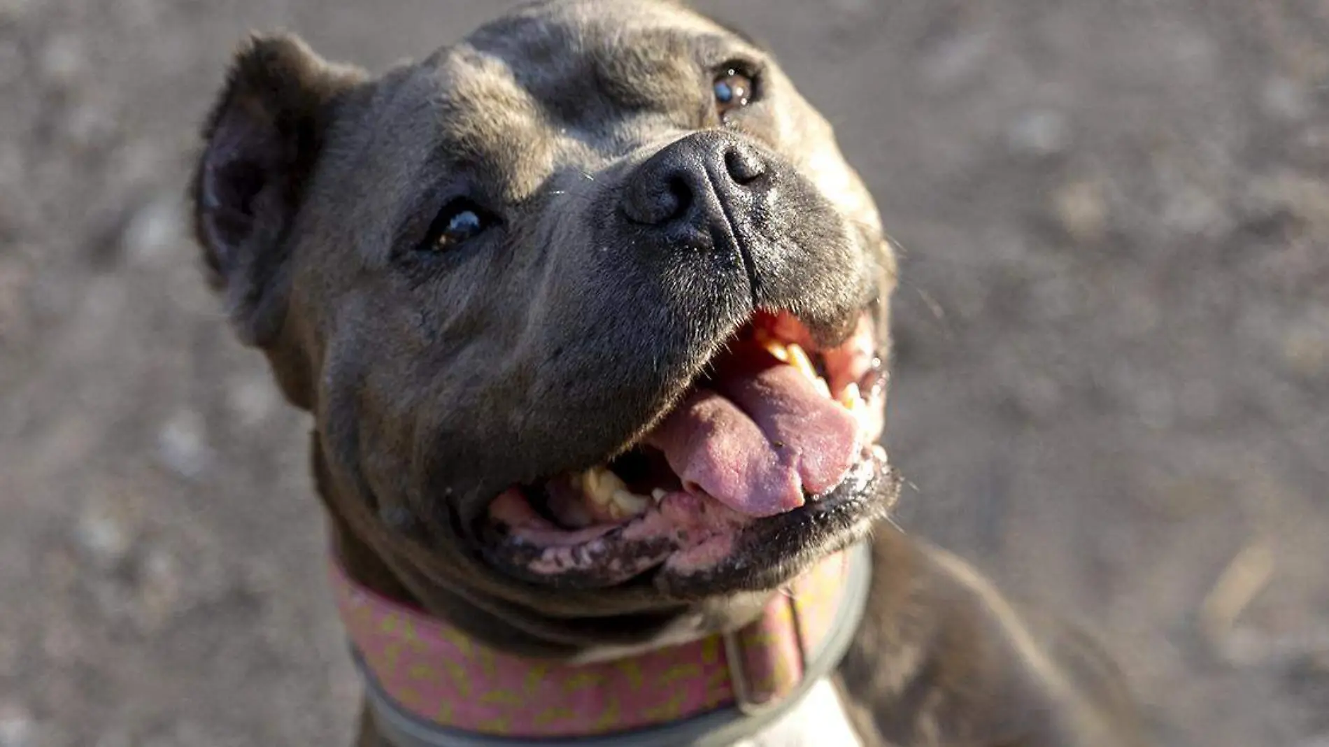 Un perro de raza pitbull era paseado por su dueño sin correa en un área común del Fraccionamiento Lomas de Angelópolis